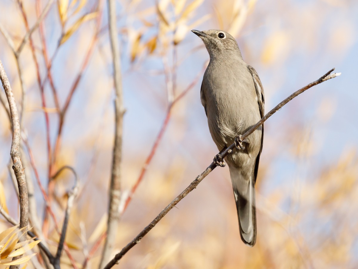 Townsend's Solitaire - ML119983221