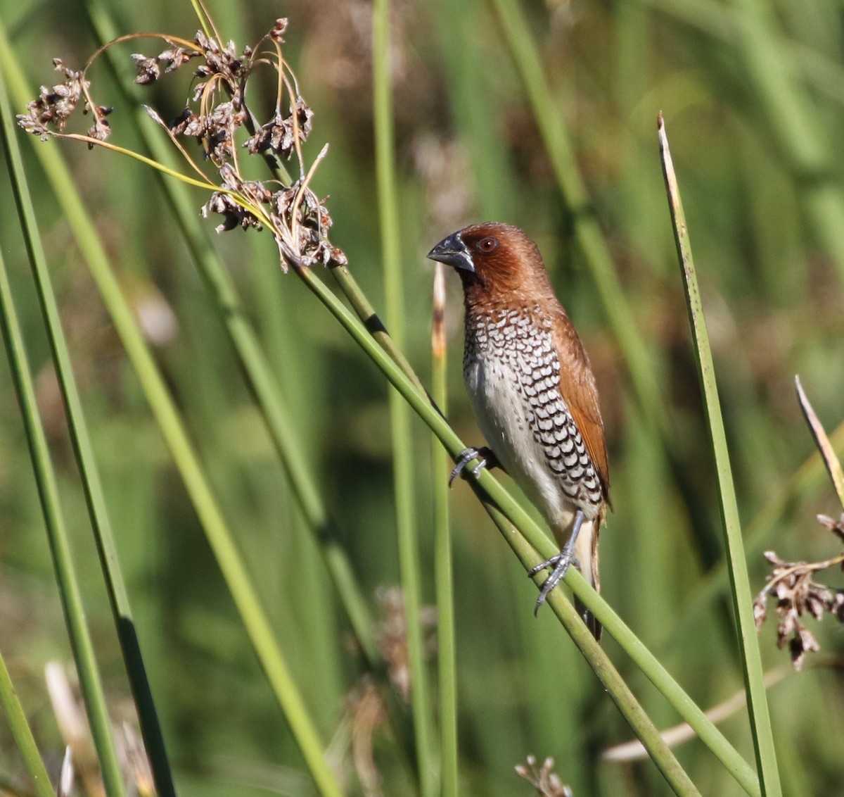 Scaly-breasted Munia - Mike "mlovest" Miller