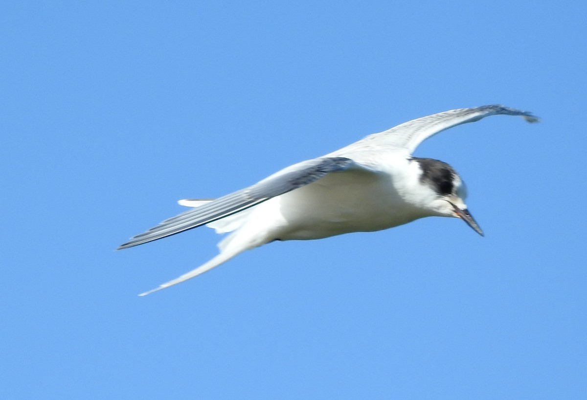 Arctic Tern - Justin Streit