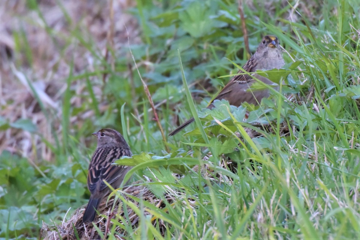 Golden-crowned Sparrow - ML119987621