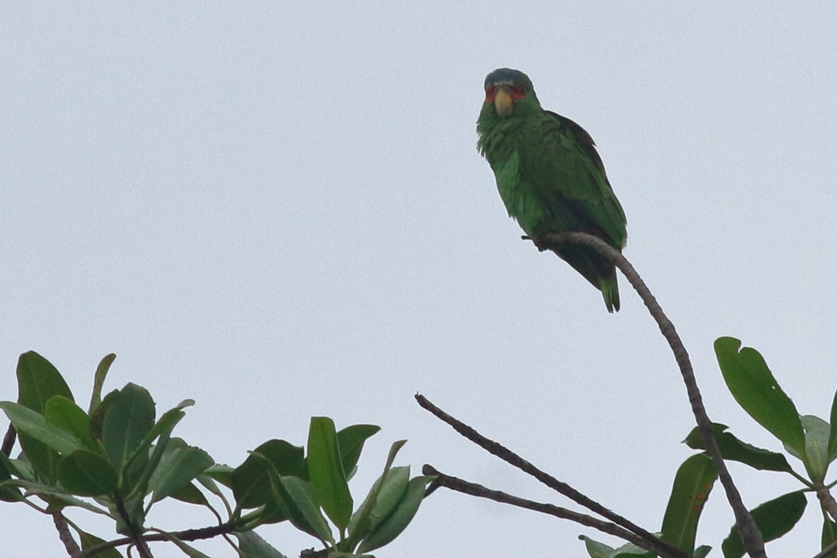 White-fronted Parrot - ML119993201