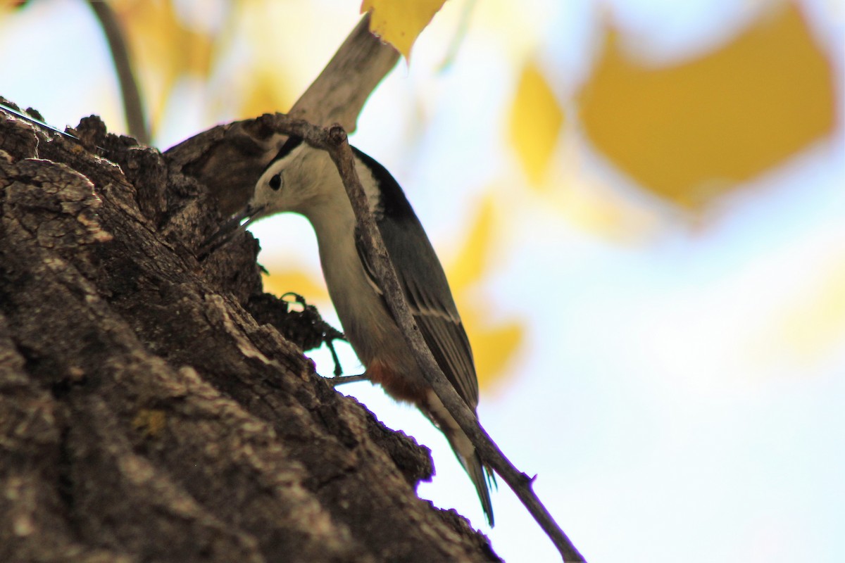 White-breasted Nuthatch - David Lerwill