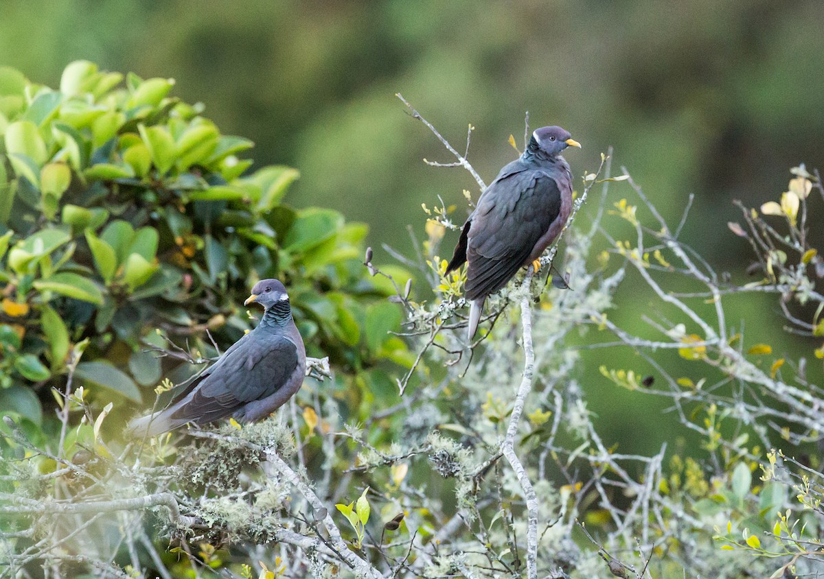 Band-tailed Pigeon (White-necked) - Nick Athanas
