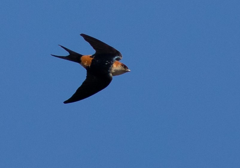 Greater Striped Swallow - ML119997951