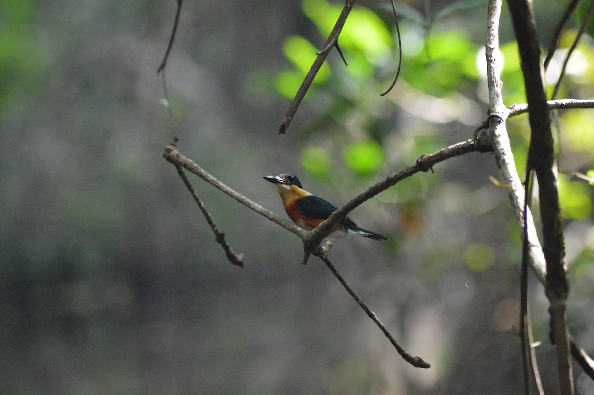 American Pygmy Kingfisher - Eli Gross