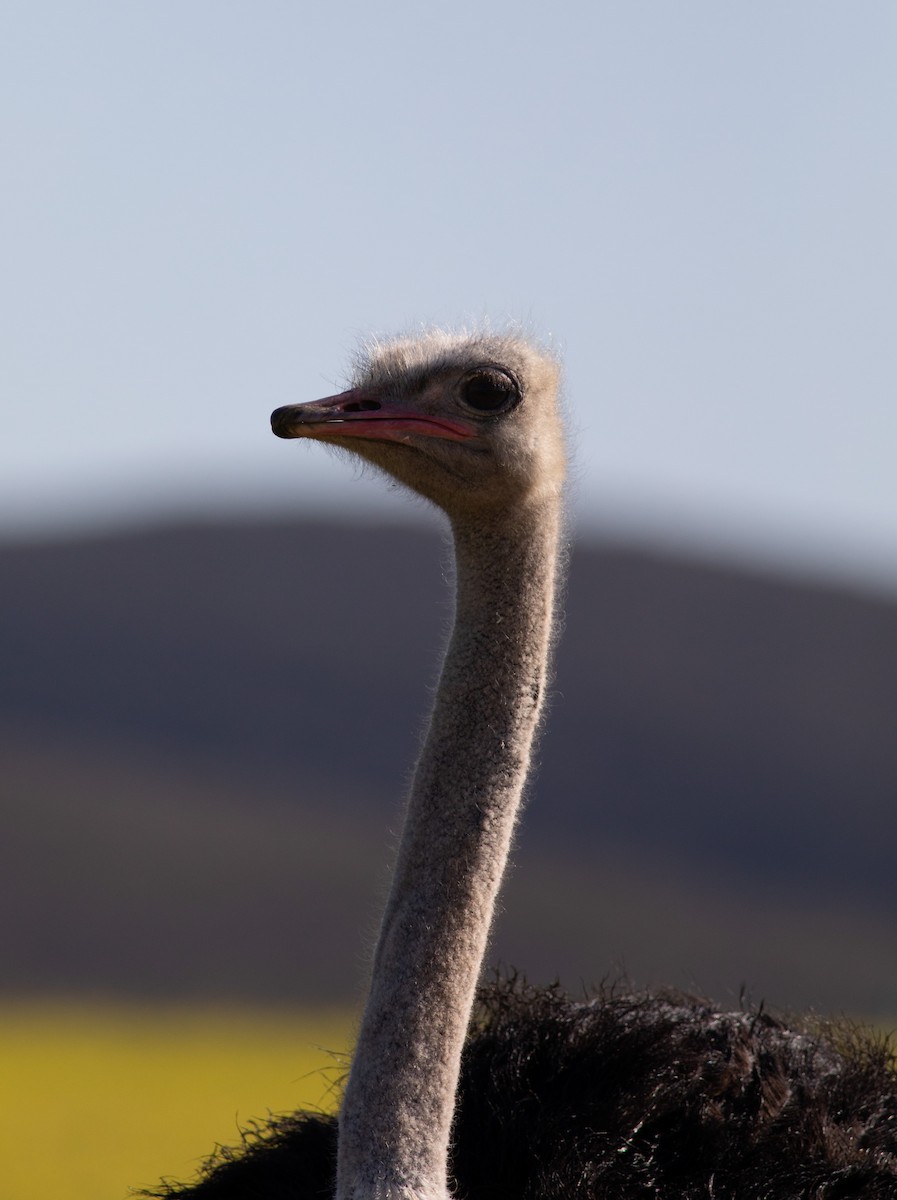 Common Ostrich - Oliver Burton