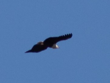 African Fish-Eagle - ML120001621