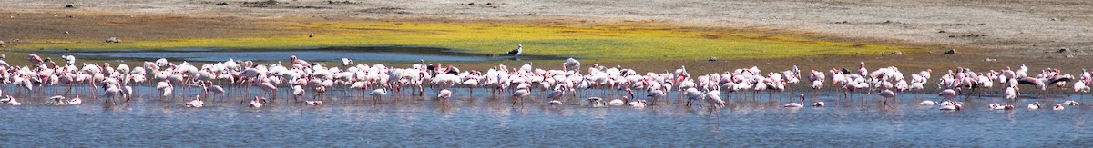 Lesser Flamingo - Oliver Burton
