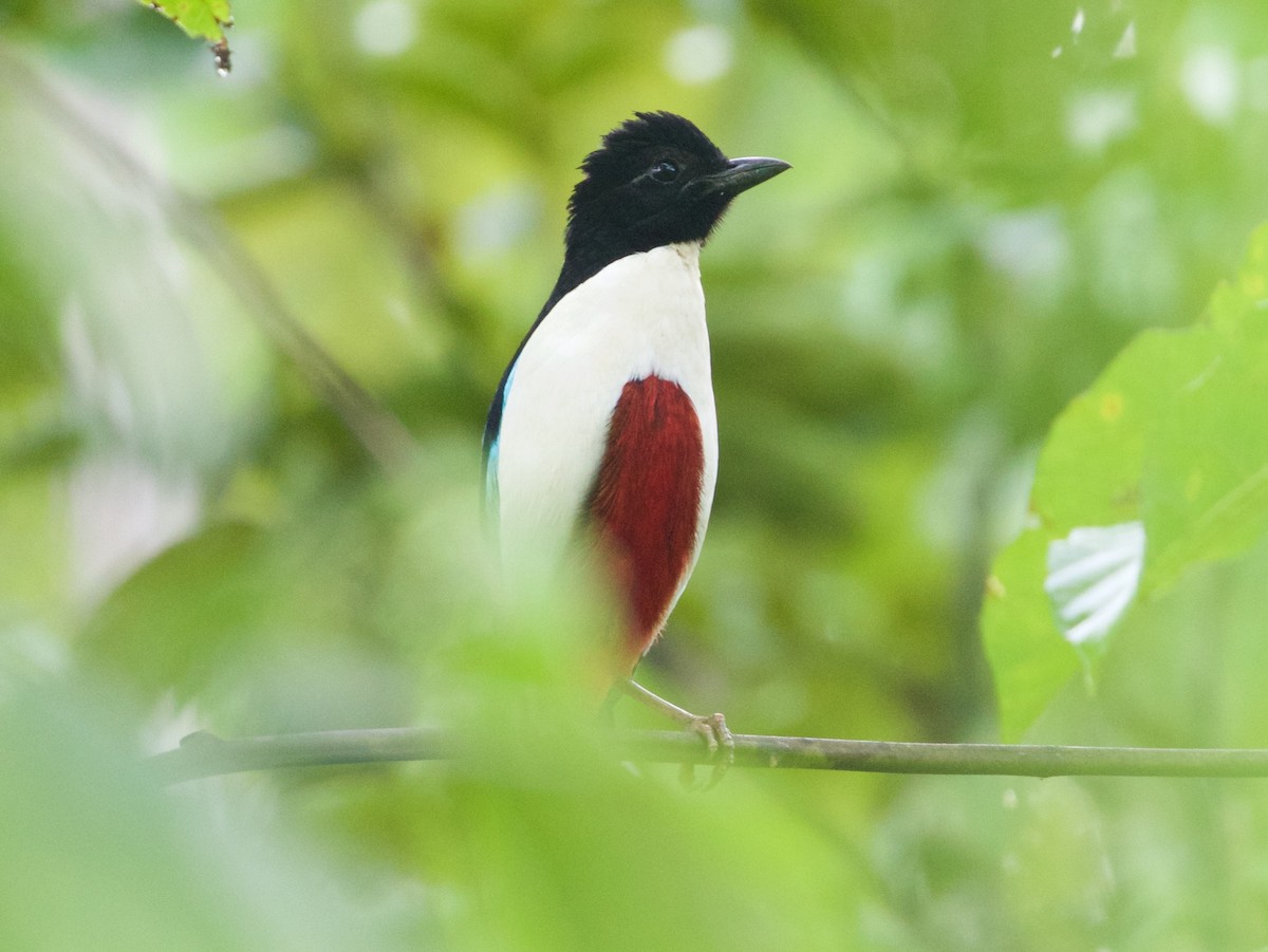 Ivory-breasted Pitta - ML120002361