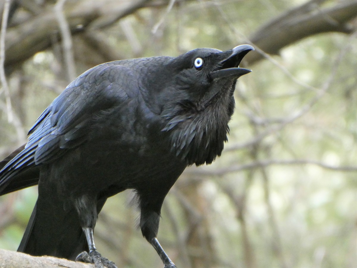 Australian Raven - Shelley Altman