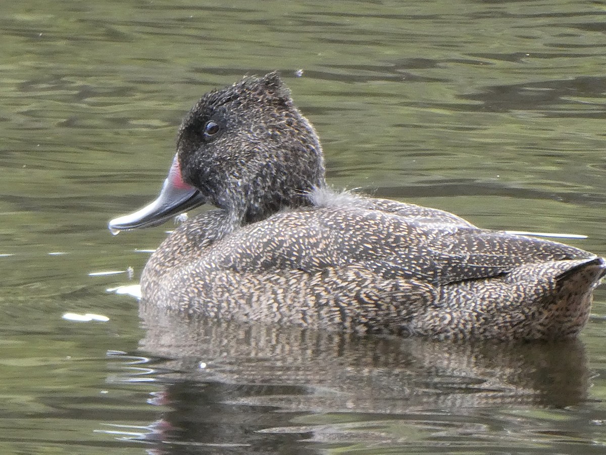 Freckled Duck - ML120007711