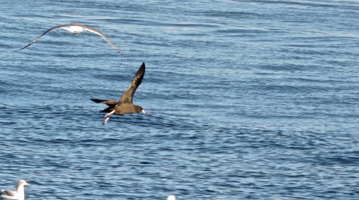 Flesh-footed Shearwater - ML120007731