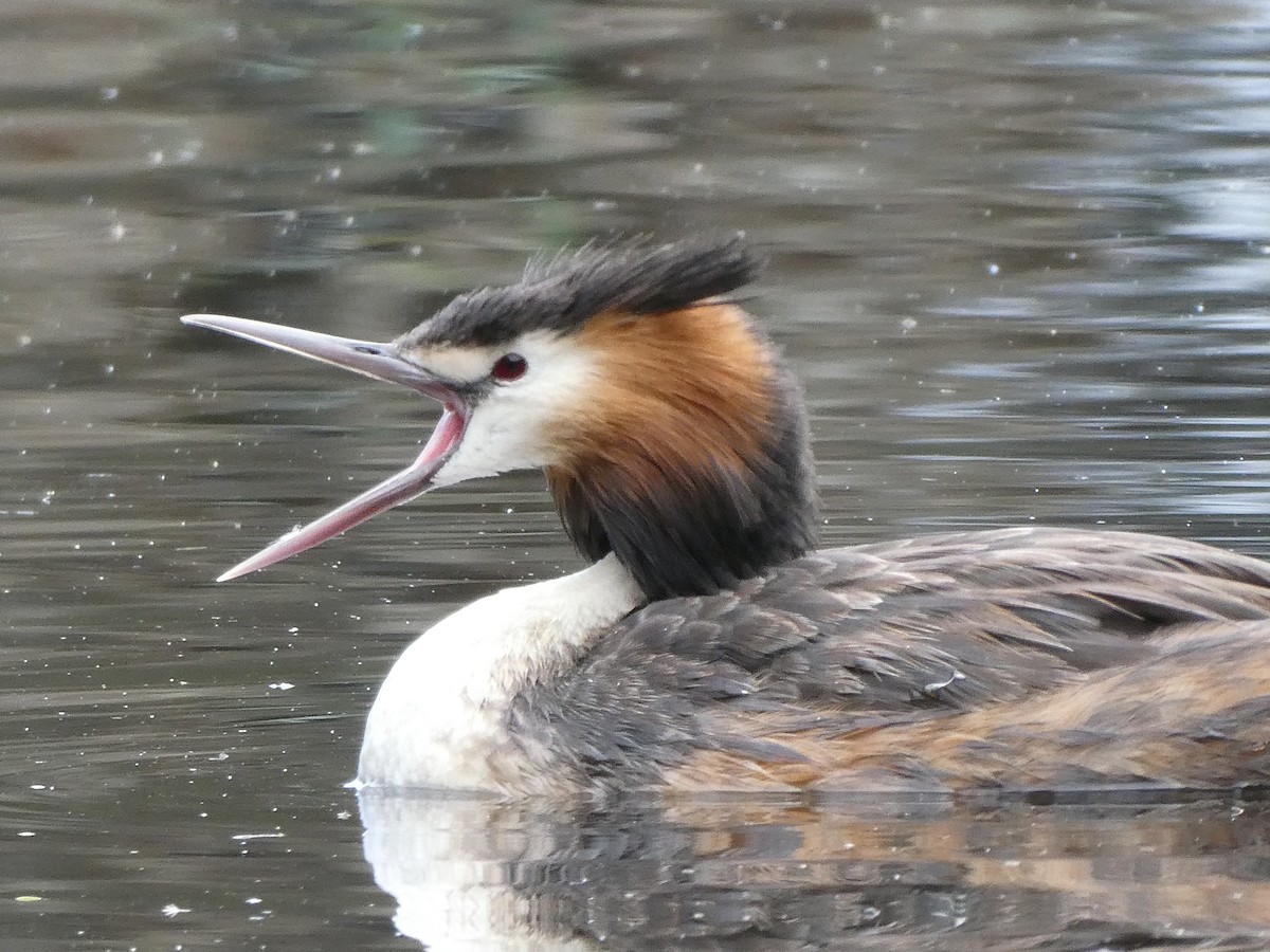 Great Crested Grebe - ML120008001