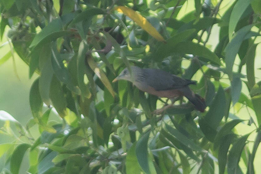 Chestnut-tailed Starling - Nesrudheen PP