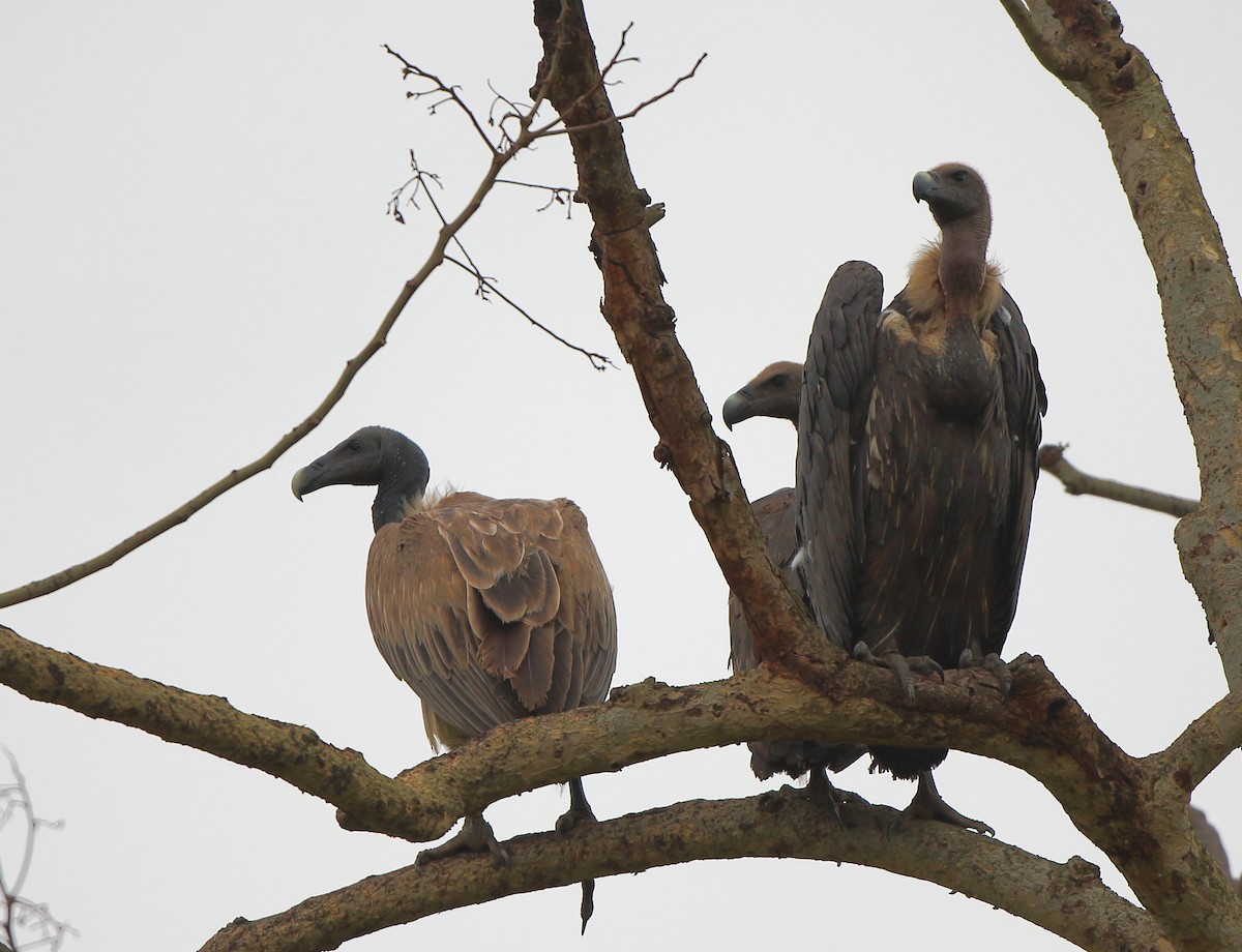 Slender-billed Vulture - Arnab Pal