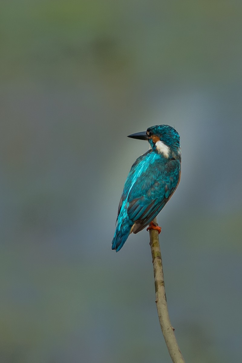 Common Kingfisher - Nesrudheen PP