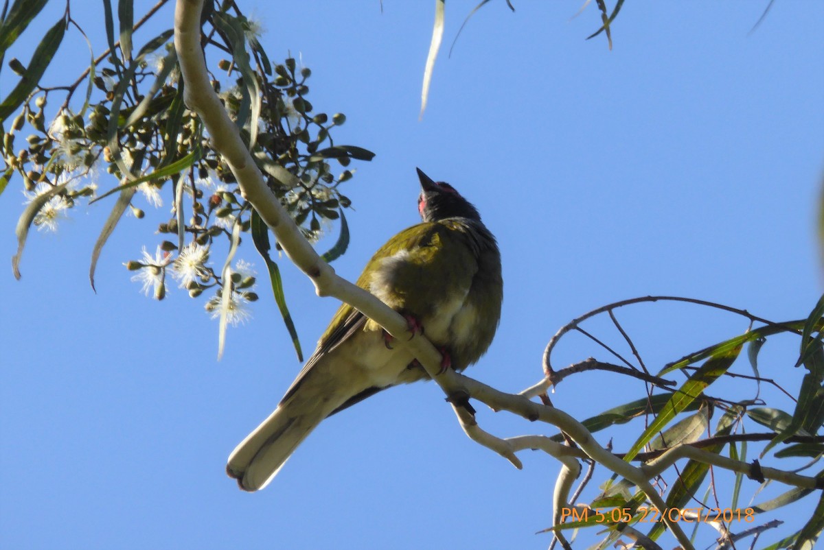 Australasian Figbird - Norton Gill