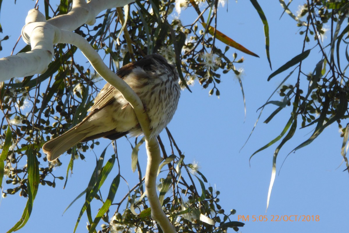 Australasian Figbird - Norton Gill