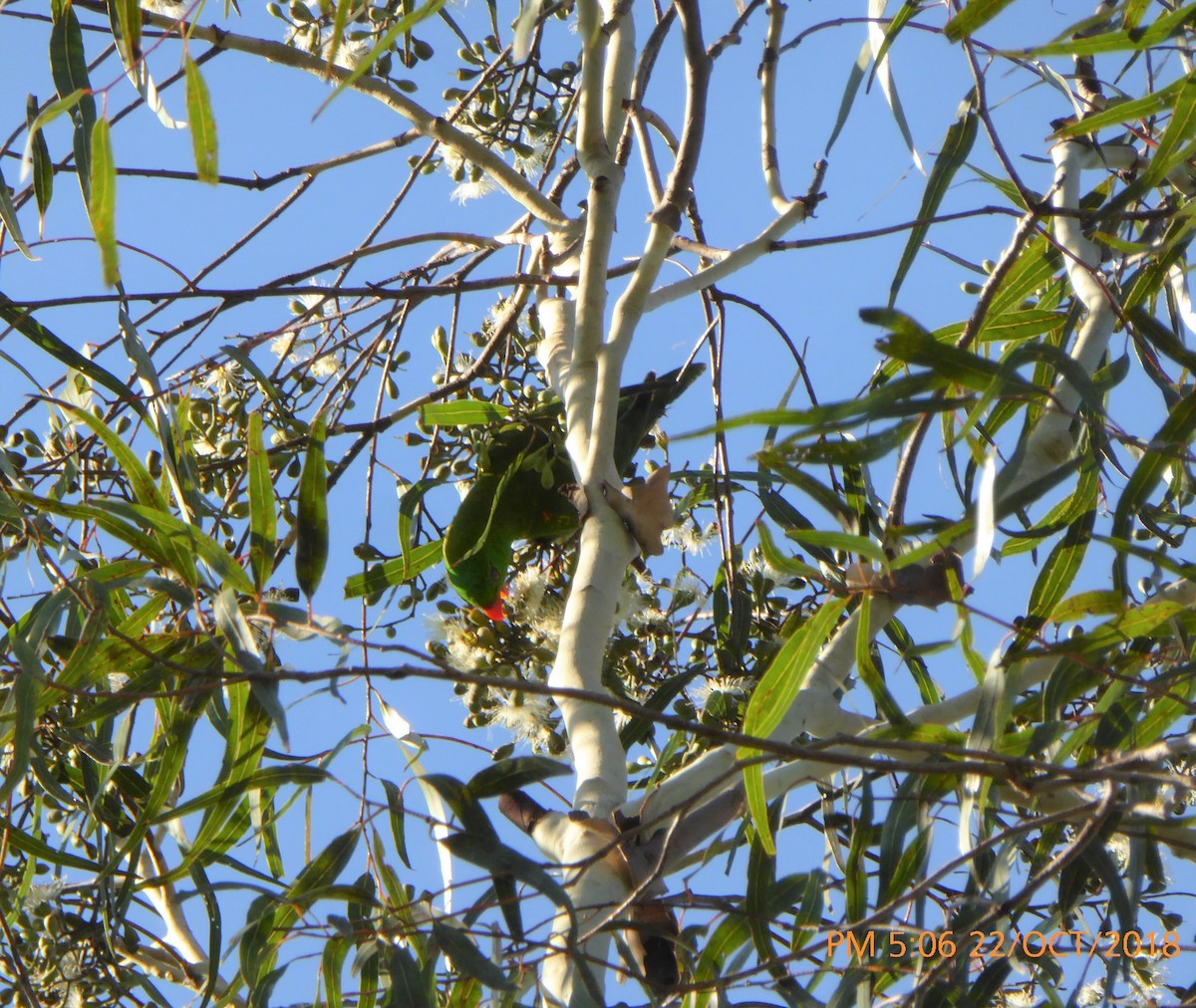 Scaly-breasted Lorikeet - Norton Gill