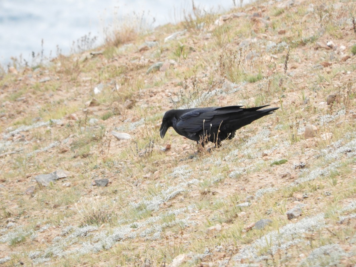 Large-billed Crow - Denis Corbeil