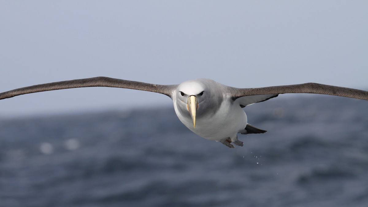 Salvin's Albatross - Paul Brooks