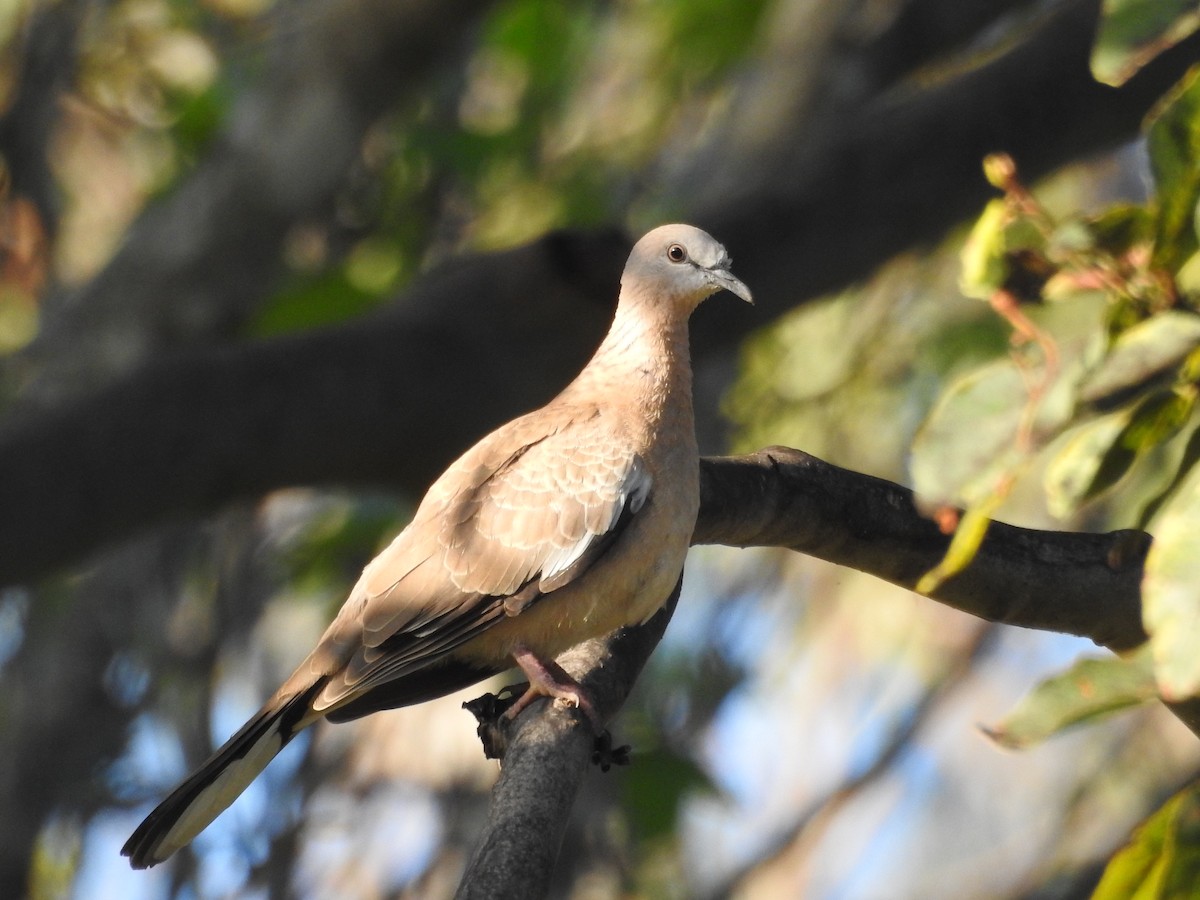 Spotted Dove - Jack Morgan