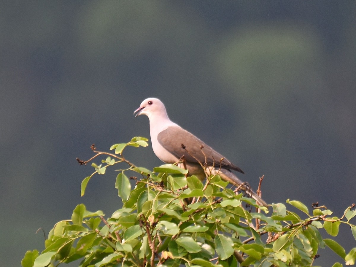 Malabar Imperial-Pigeon - Renuka Vijayaraghavan