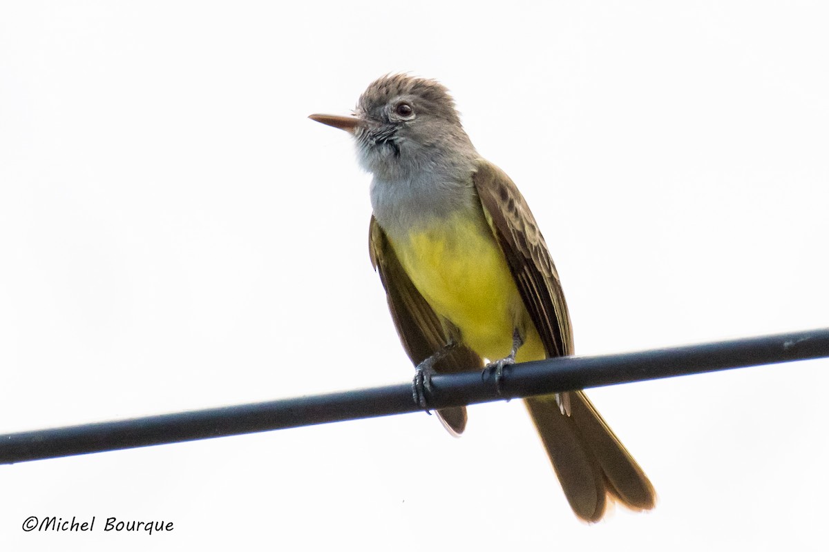 Great Crested Flycatcher - Michel Bourque