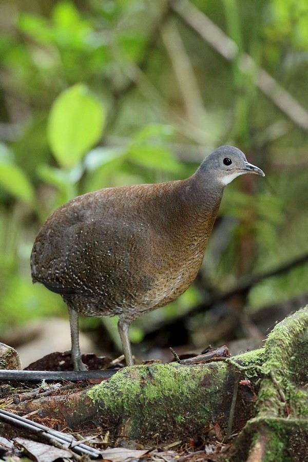 Hooded Tinamou - Carlos Calle Quispe