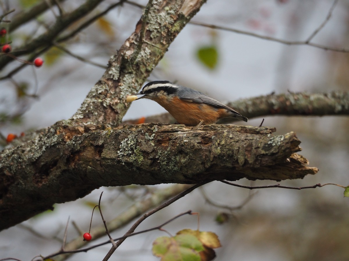 Red-breasted Nuthatch - J J