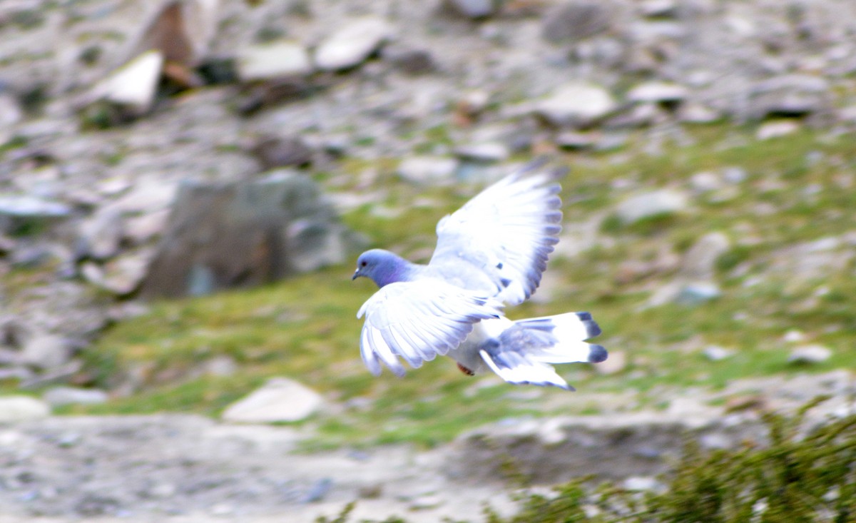 Snow Pigeon - Harshavardhan Jamakhandi