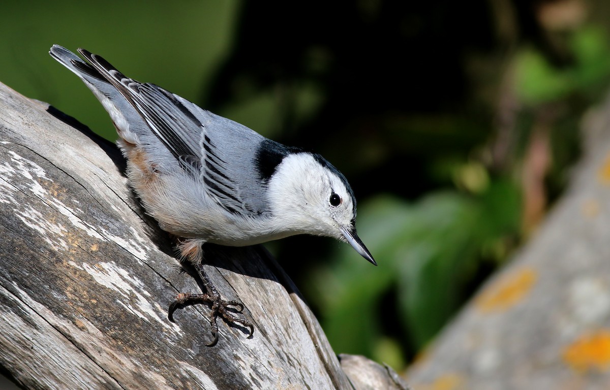 White-breasted Nuthatch (Eastern) - ML120024731