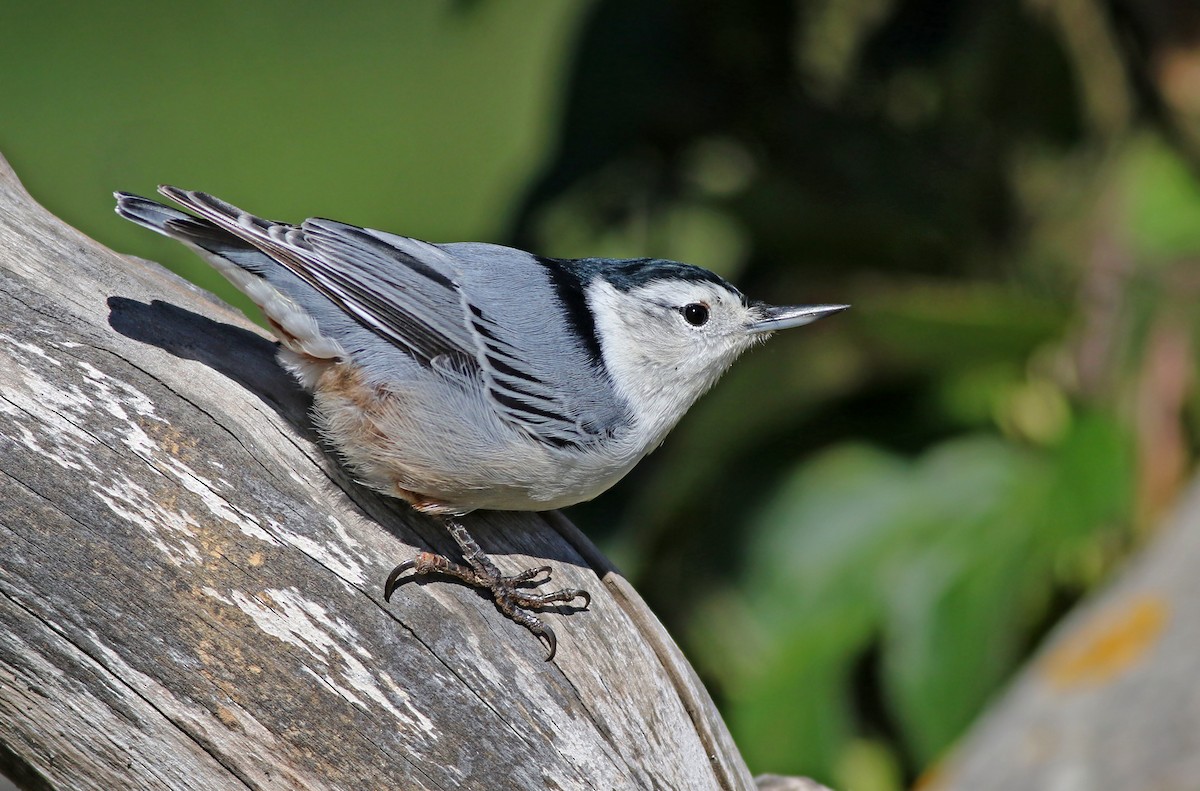 White-breasted Nuthatch (Eastern) - Jeremiah Trimble