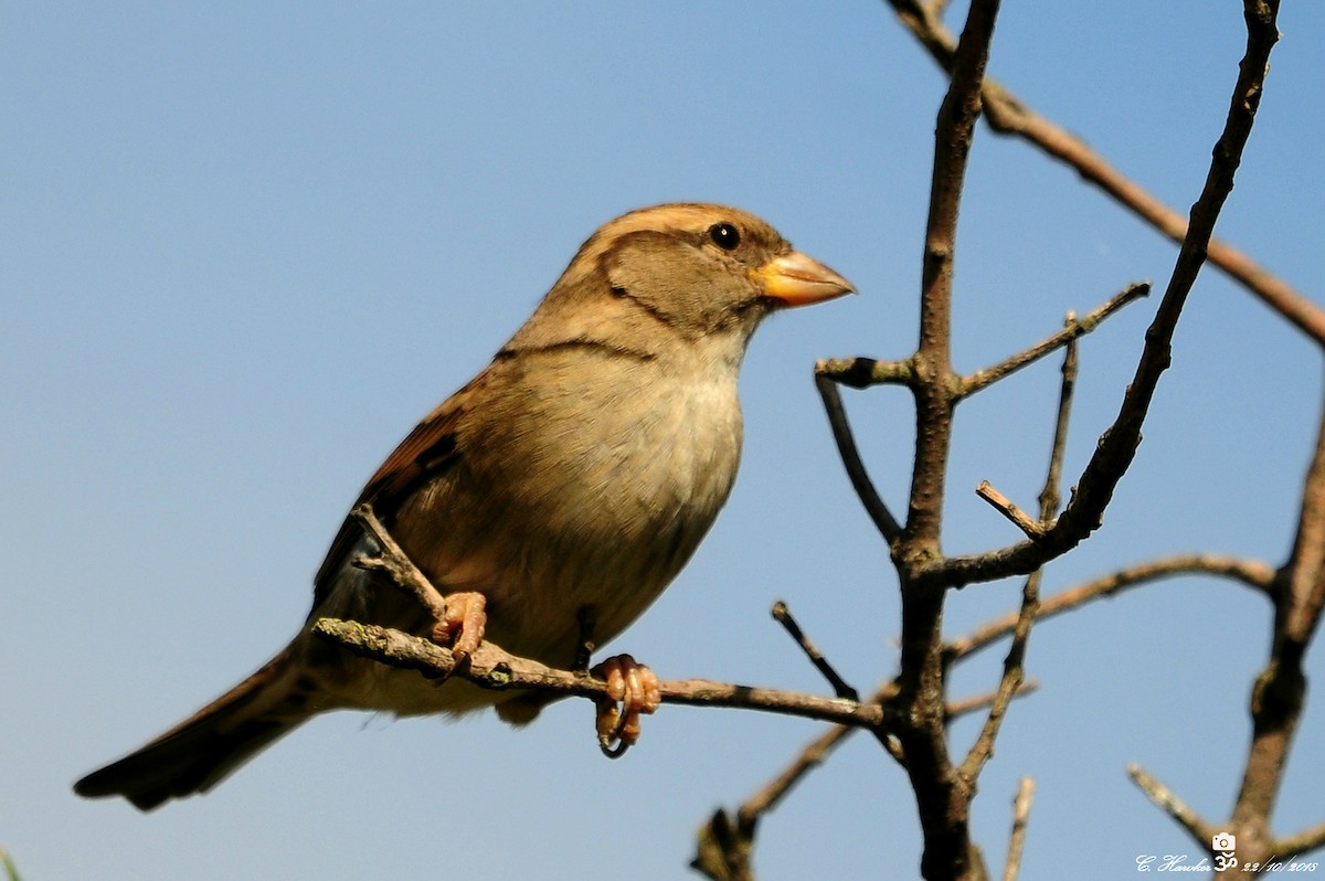House Sparrow - Carl  Hawker