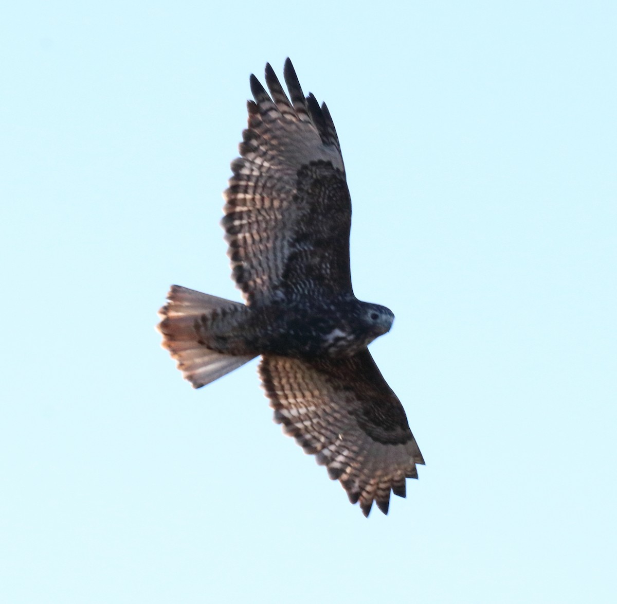 Red-tailed Hawk (Harlan's) - ML120027971