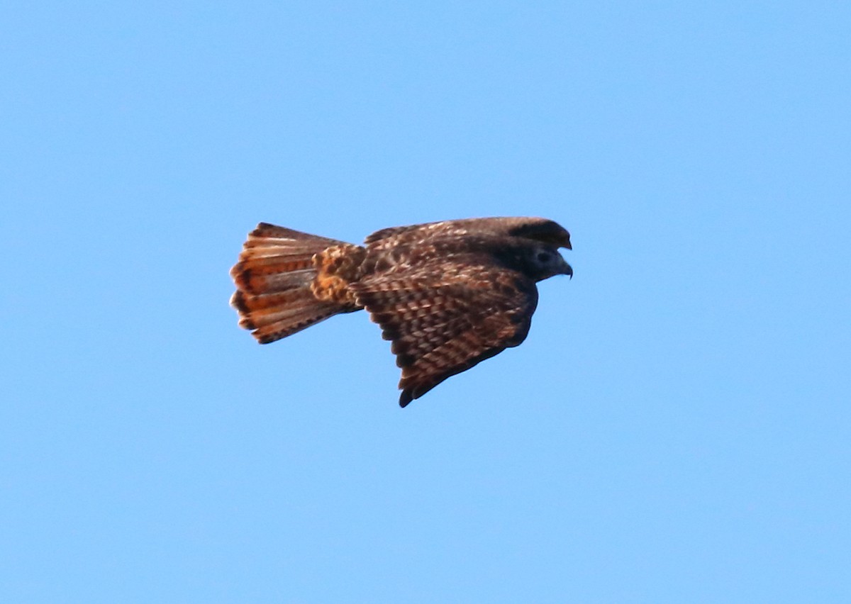 Red-tailed Hawk (Harlan's) - ML120027991