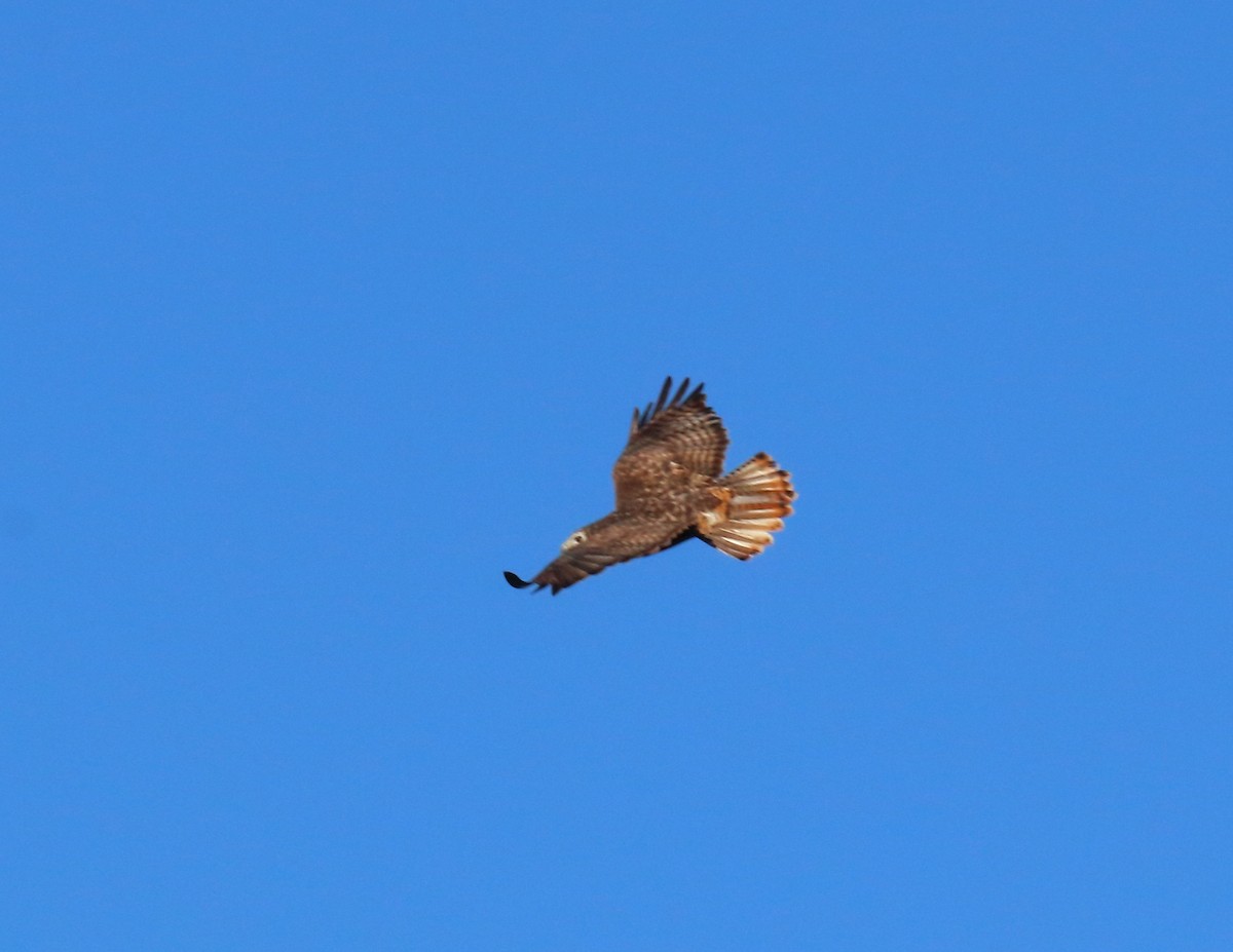 Red-tailed Hawk (Harlan's) - Mark E Land