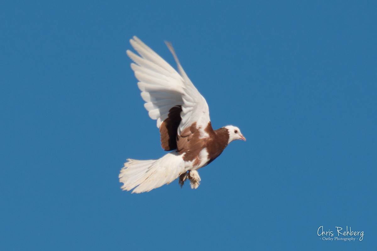 Rock Pigeon (Feral Pigeon) - Chris Rehberg  | Sydney Birding
