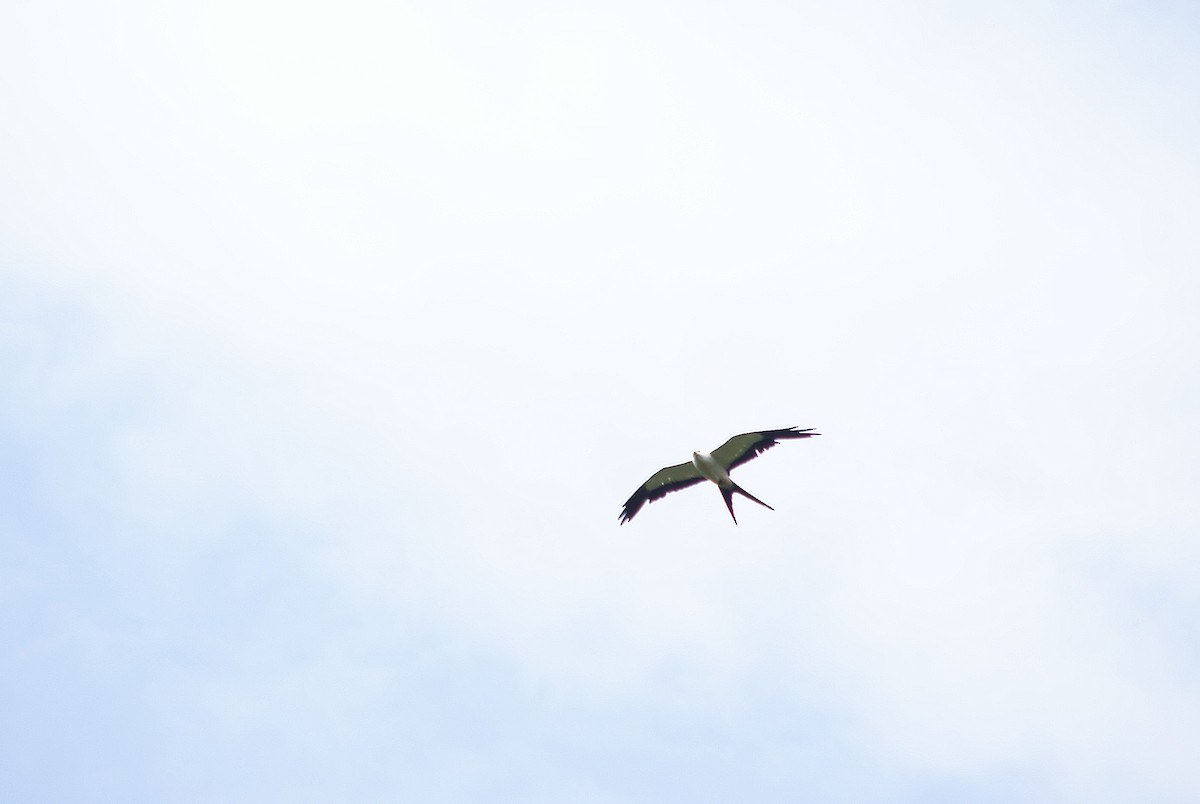 Swallow-tailed Kite - Alex Sánchez