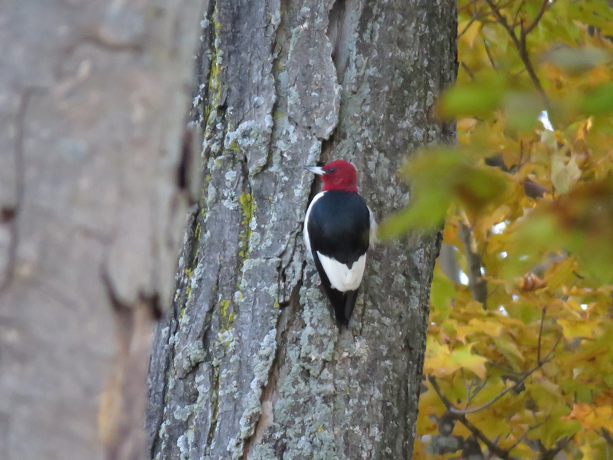 Red-headed Woodpecker - Emily Tornga