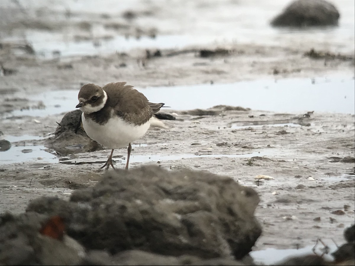 Semipalmated Plover - ML120033501
