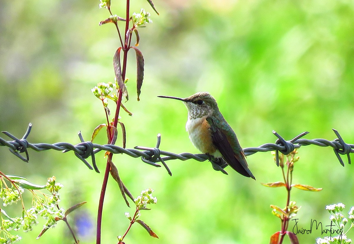 Broad-tailed Hummingbird - Jairo Martínez