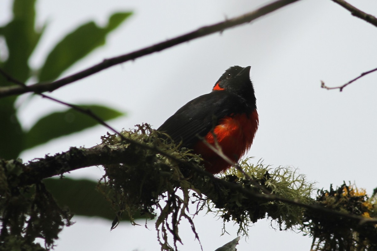 Scarlet-bellied Mountain Tanager - ML120037141