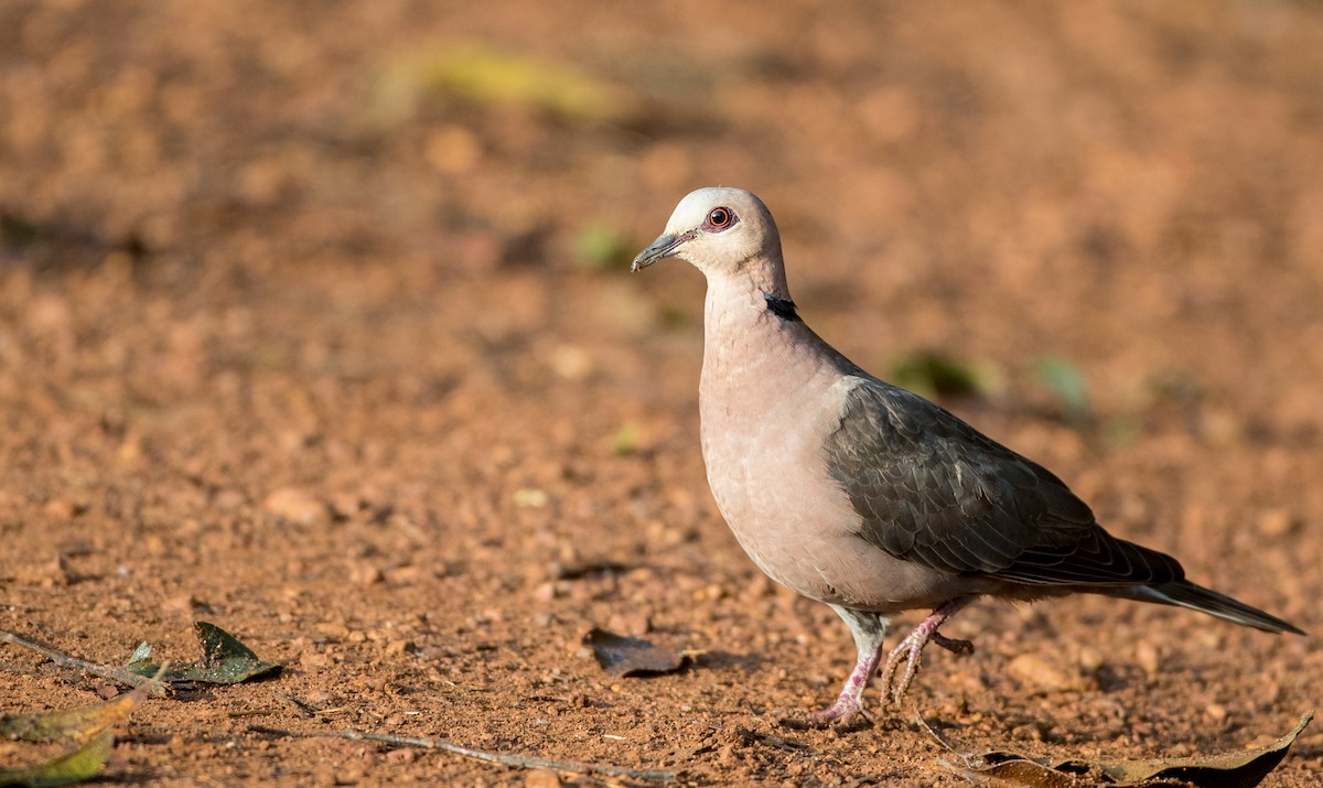 Red-eyed Dove - ML120040751