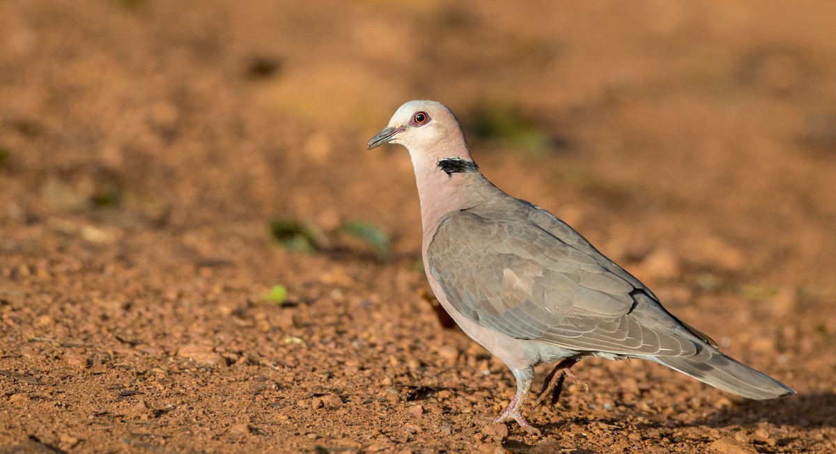Red-eyed Dove - ML120040761