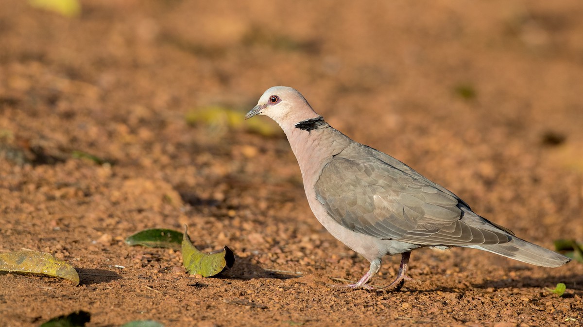 Red-eyed Dove - ML120040781