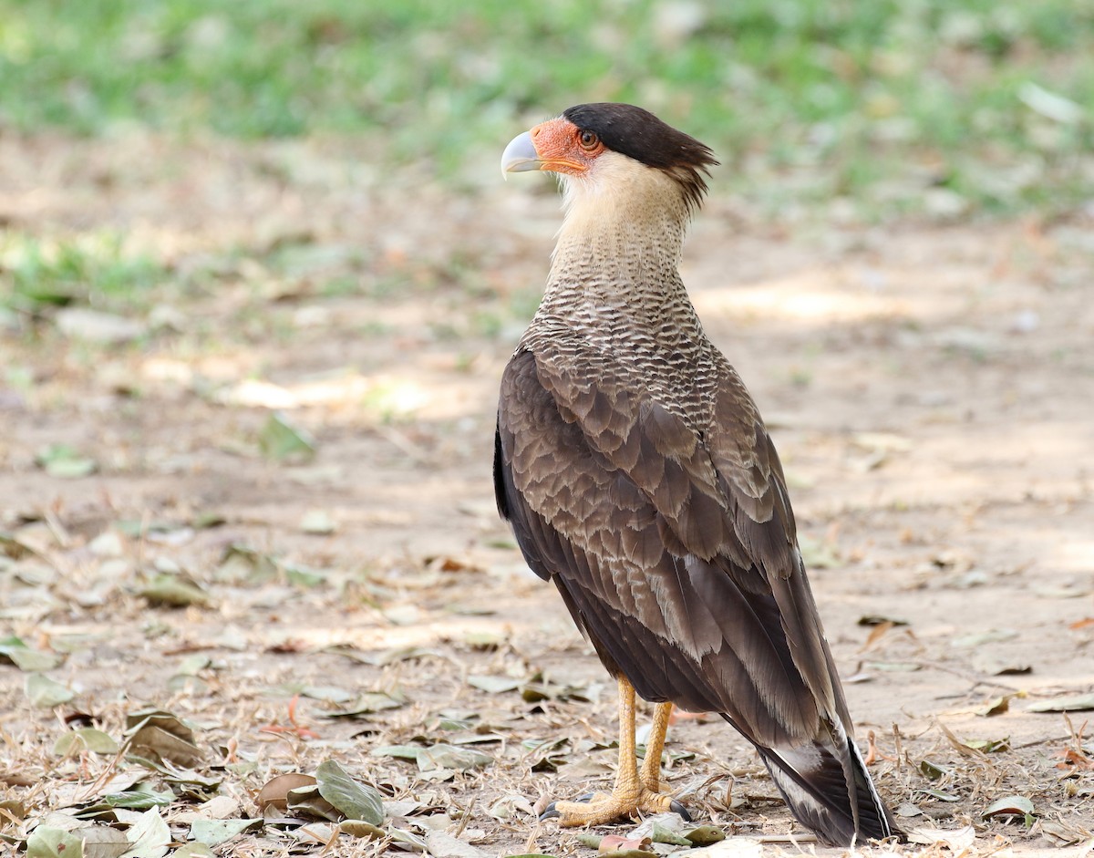 Crested Caracara (Southern) - ML120044471