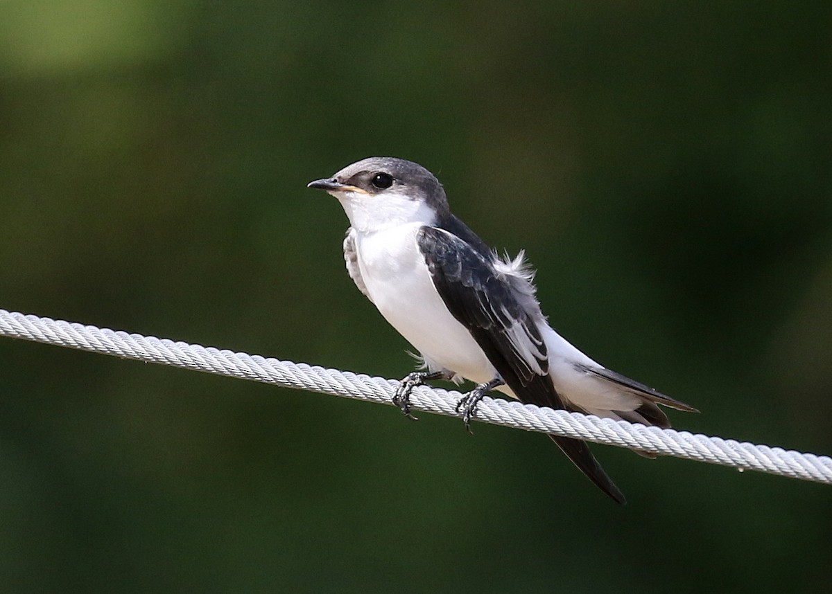 White-winged Swallow - ML120044781