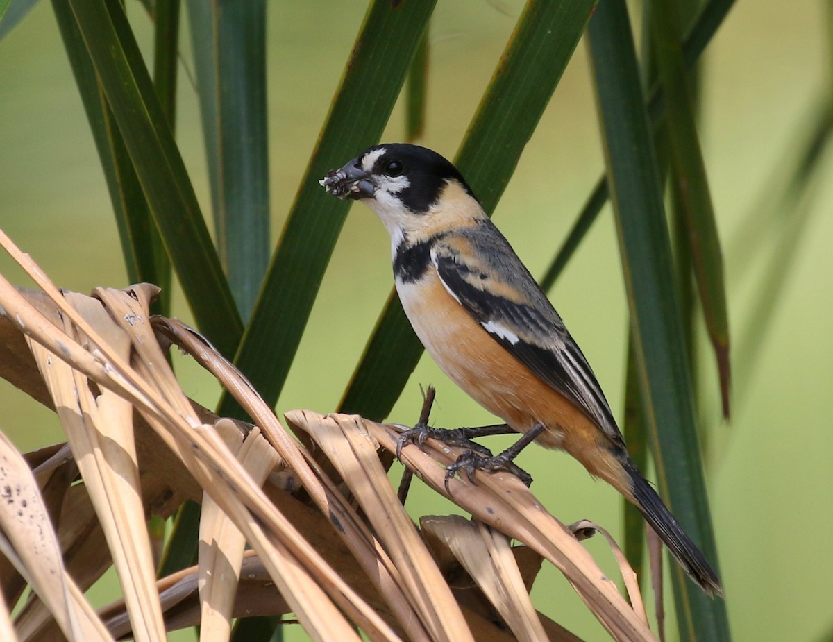 Rusty-collared Seedeater - ML120045011