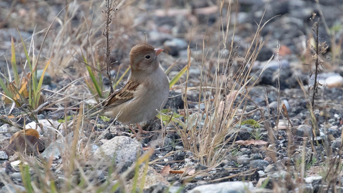 Field Sparrow - Erik Nielsen